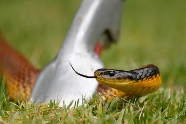 Catching A Snake | Survival Food Can You Eat Snakes For Emergency Survival?