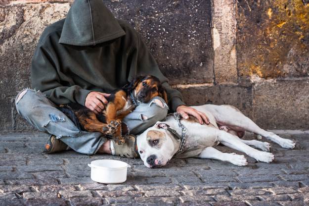 Get A Companion | Homeless Survival Tips | How To Survive On The Streets