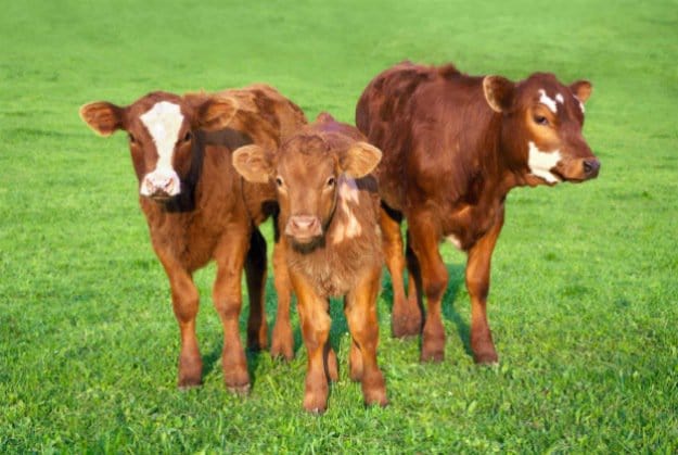 Choose Calves Carefully | Tips for Raising Healthy Cattle 