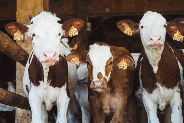 Provide Adequate Shelter | Tips for Raising Healthy Cattle 
