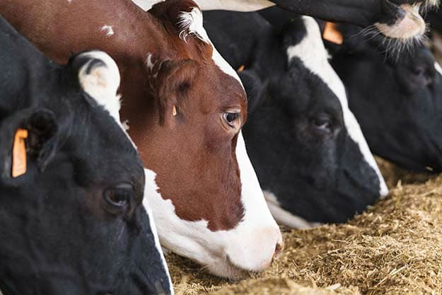 Feeding Options | Tips for Raising Healthy Cattle 