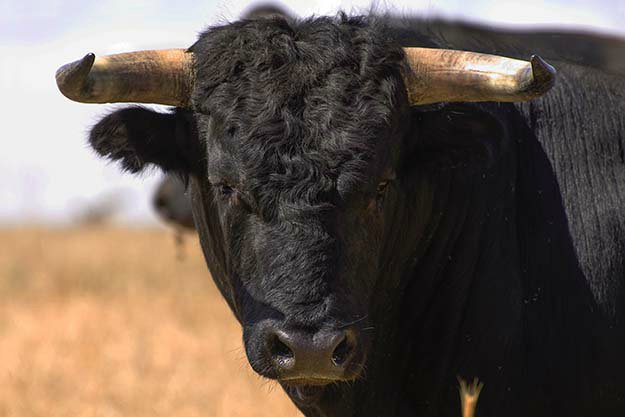 Breeding Hack | Tips for Raising Healthy Cattle 