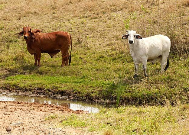Consider the Climate | Tips for Raising Healthy Cattle 