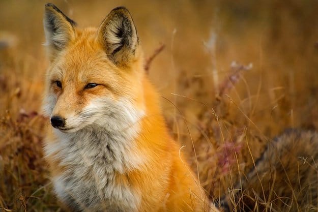 Fox | How To Identify & Stop The 8 Top Predators That Prowl Your Homestead