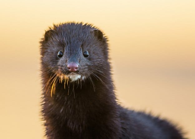 Mink | How To Identify & Stop The 8 Top Predators That Prowl Your Homestead