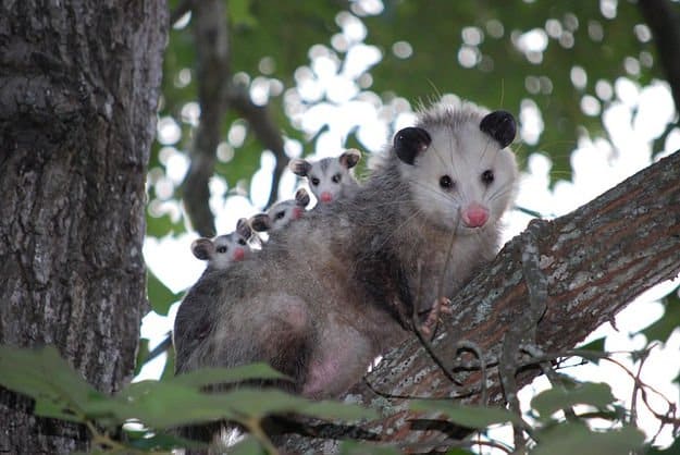 Opossums | How To Identify & Stop The 8 Top Predators That Prowl Your Homestead