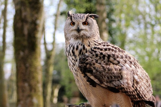 Owls | How To Identify & Stop The 8 Top Predators That Prowl Your Homestead