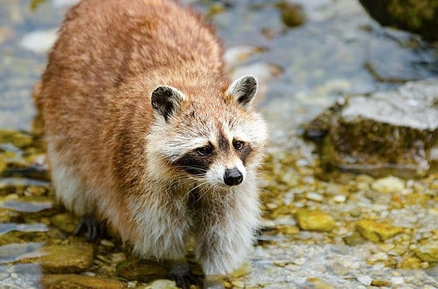 Raccoons | How To Identify & Stop The 8 Top Predators That Prowl Your Homestead