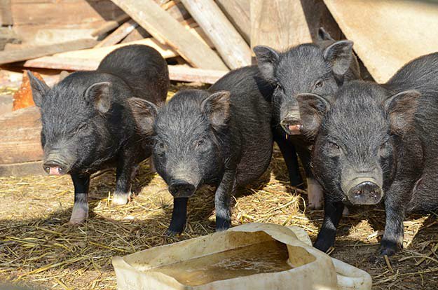 Buy 8-week-old Piglets | Tips for Raising Healthy Pigs