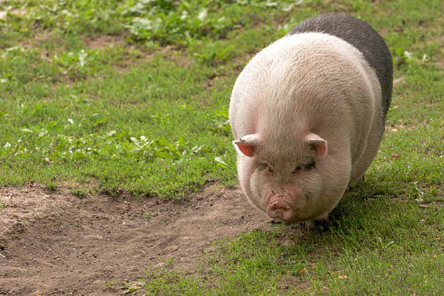 Don't Overfeed Them | Tips for Raising Healthy Pigs
