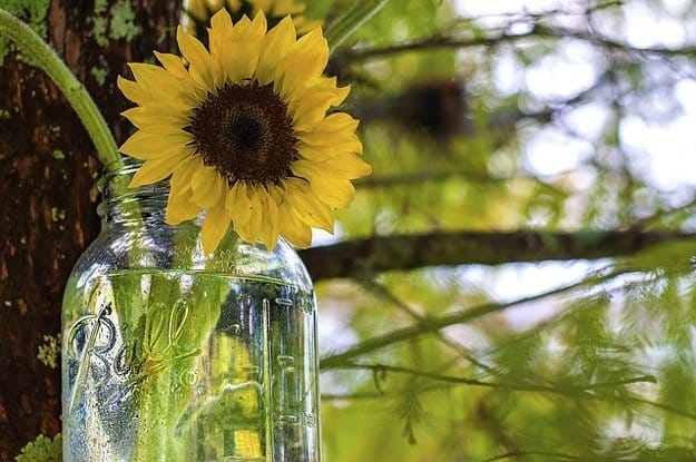 Mason Jar Greenhouse | DIY Seedling Greenhouses Ideas For Your Garden This Spring draft