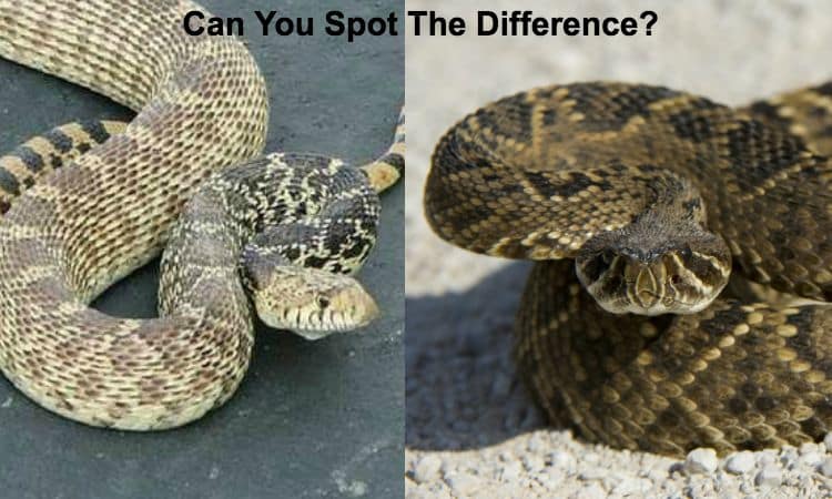 Check out 5 Venomous Snakes & Their Look-Alikes  at https://survivallife.com/venomous-snakes-look-alikes/