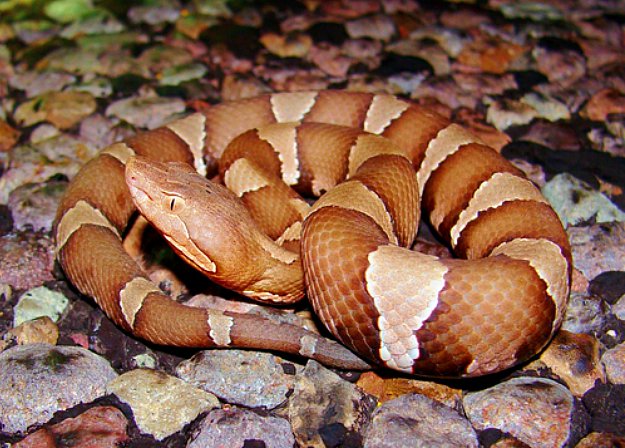 Copperheads | 5 Venomous Snakes and Their Look-Alikes 