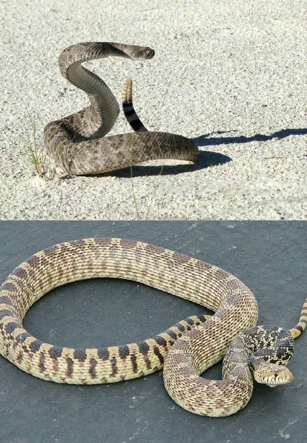 Eastern & Western Diamondback Rattlesnakes | 5 Venomous Snakes & Their Look-Alikes 