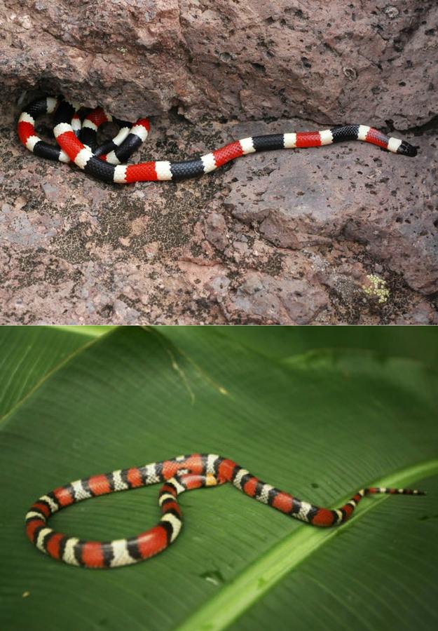 Eastern & Western Coral Snakes | 5 Venomous Snakes & Their Look-Alikes 