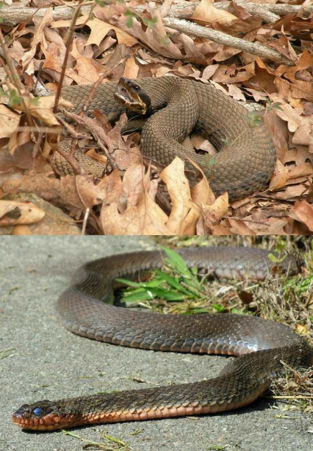 Cottonmouths | 5 Venomous Snakes & Their Look-Alikes 