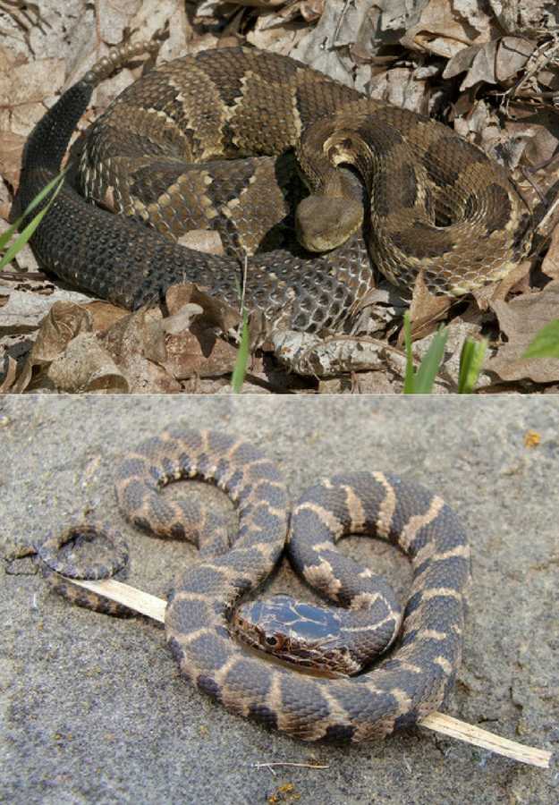 Timber Rattlesnakes | 5 Venomous Snakes & Their Look-Alikes 