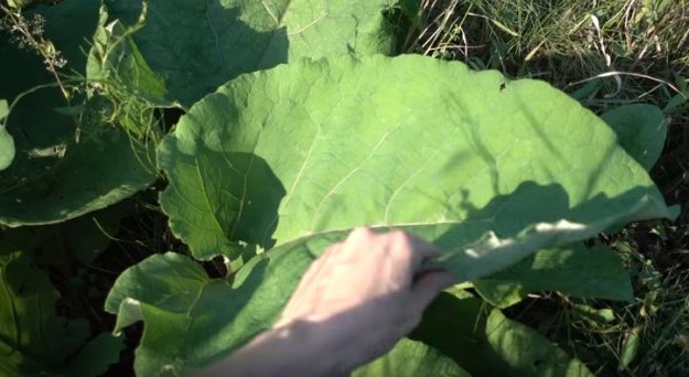 Burdock | Avoid Bacterial Infections | How To Eat In The Wild