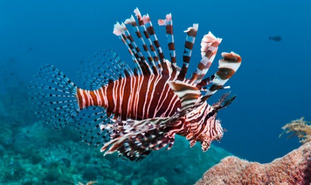 Lion Fish | Beach Animals To Watch Out For When On Vacation