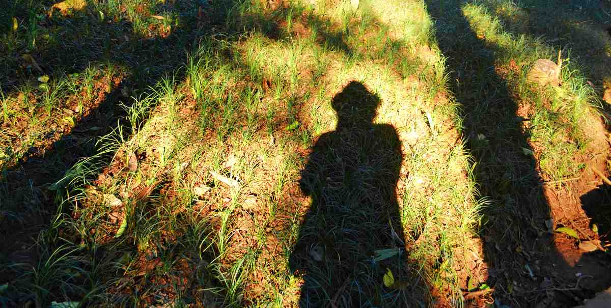 A shadow of a person and trees on grass | Outdoor Survival Skills | Tell Time In The Wild Without A Watch