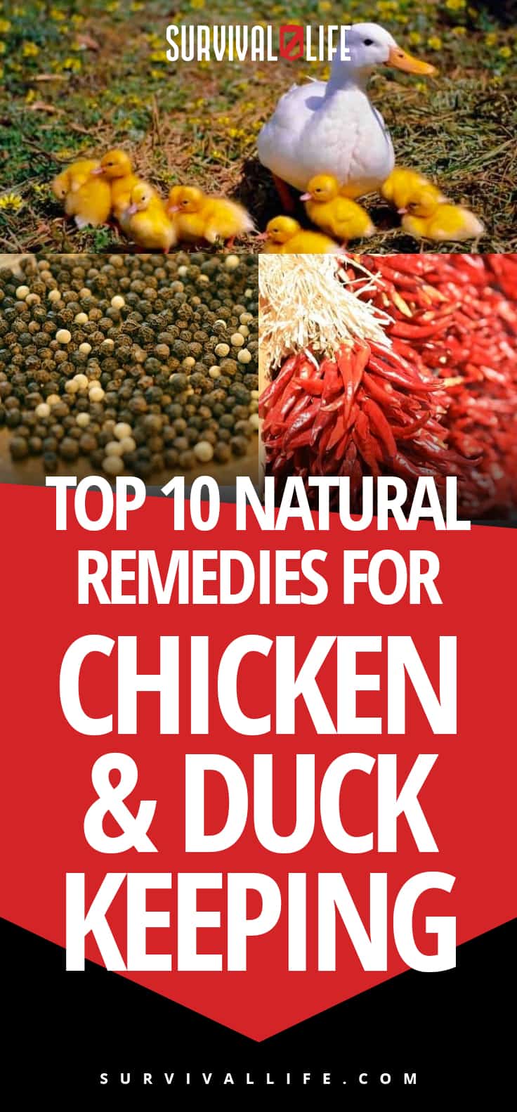 Chicken And Duck Keeping | Top Natural Remedies For Your Sick Flock | https://survivallife.com/chicken-and-duck-keeping/
