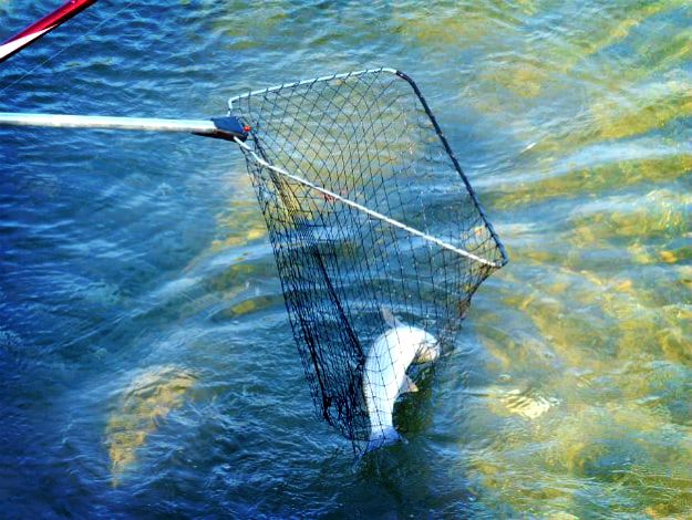 Fishing Nets | Survival Fishing | Unconventional Methods To Catch Fish