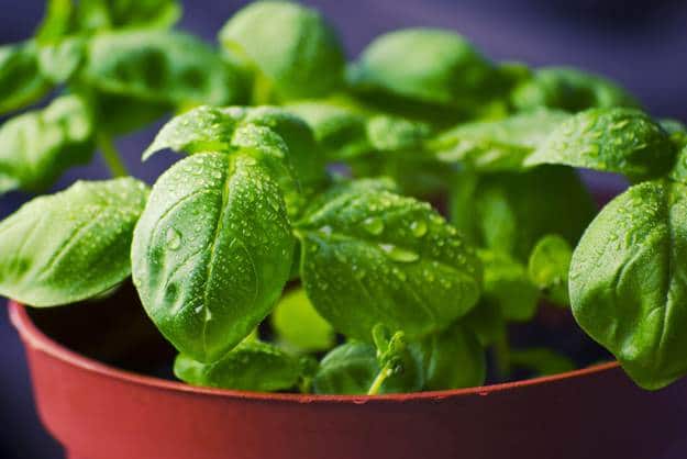 Basil | Incredible Medicinal Herbs For Your Indoor Garden