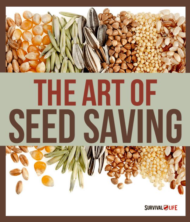 Know How to Save Seeds for Future Harvests  Homestead Skills