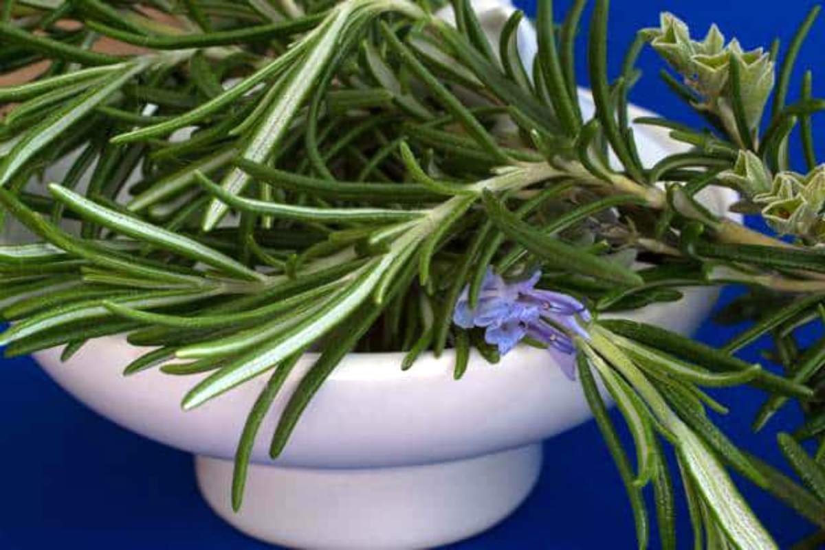 Rosemary in a bowl | Adaptogenic Herbs to Relieve Stress in the Wilderness