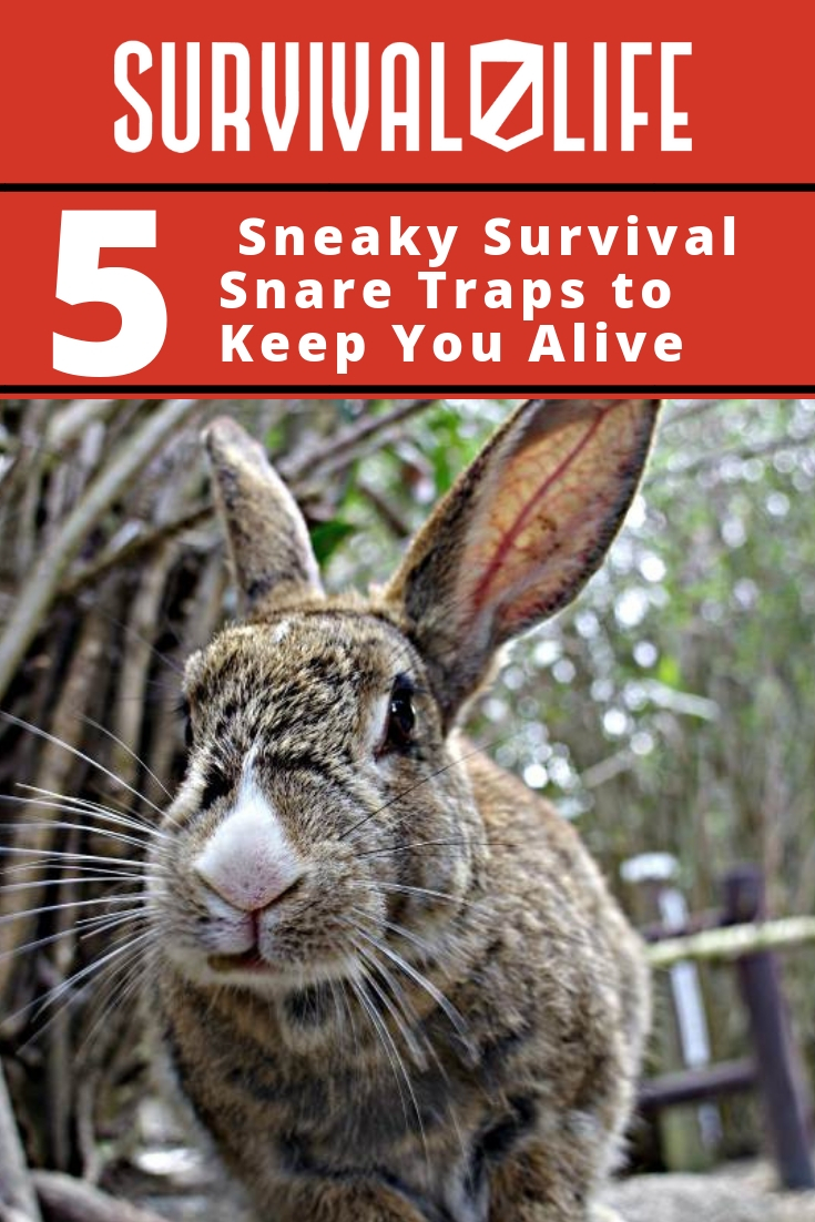 Placard | Snare Traps | Sneaky Survival Snare Traps to Keep You Alive | Primitive Trapping
