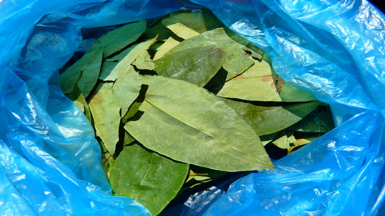 Check out Chewing Coca Leaves: The Secret to Hiking in South America at https://survivallife.com/chewing-coca-leaves-south-america/
