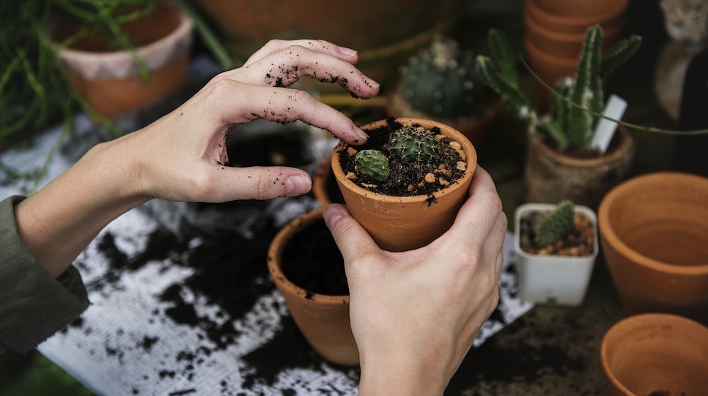 5 Gardening Tips And Tricks You Can Use Right Now