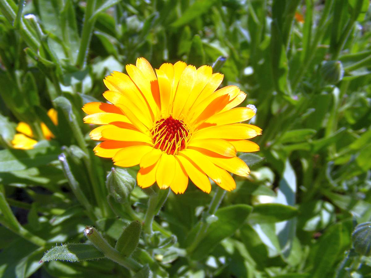 Pot Marigold | Medicinal Plants You Need To Make Natural Home Remedies | Survival Life | medicinal herb plants