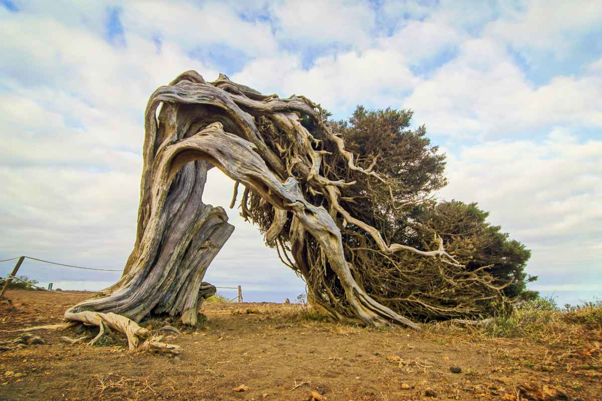 Gnarled Juniper Tree Shaped By The Wind | How To Build DIY Survival Shelters To Survive Through The Night