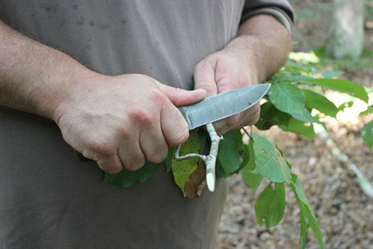 Cutting plant using knife | Obscure Bushcraft Skills For Survival