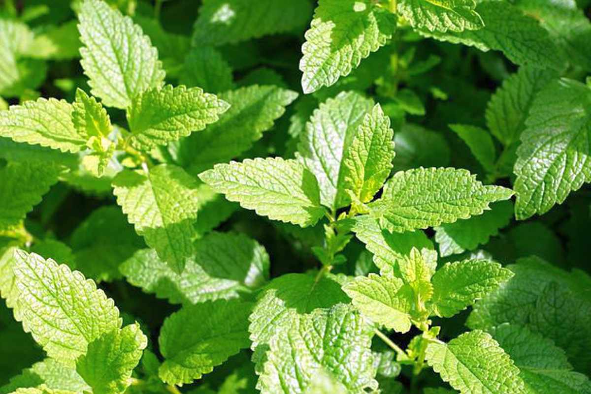 Mint | Medicinal Plants You Need To Make Natural Home Remedies | Survival Life | medicinal herb plants