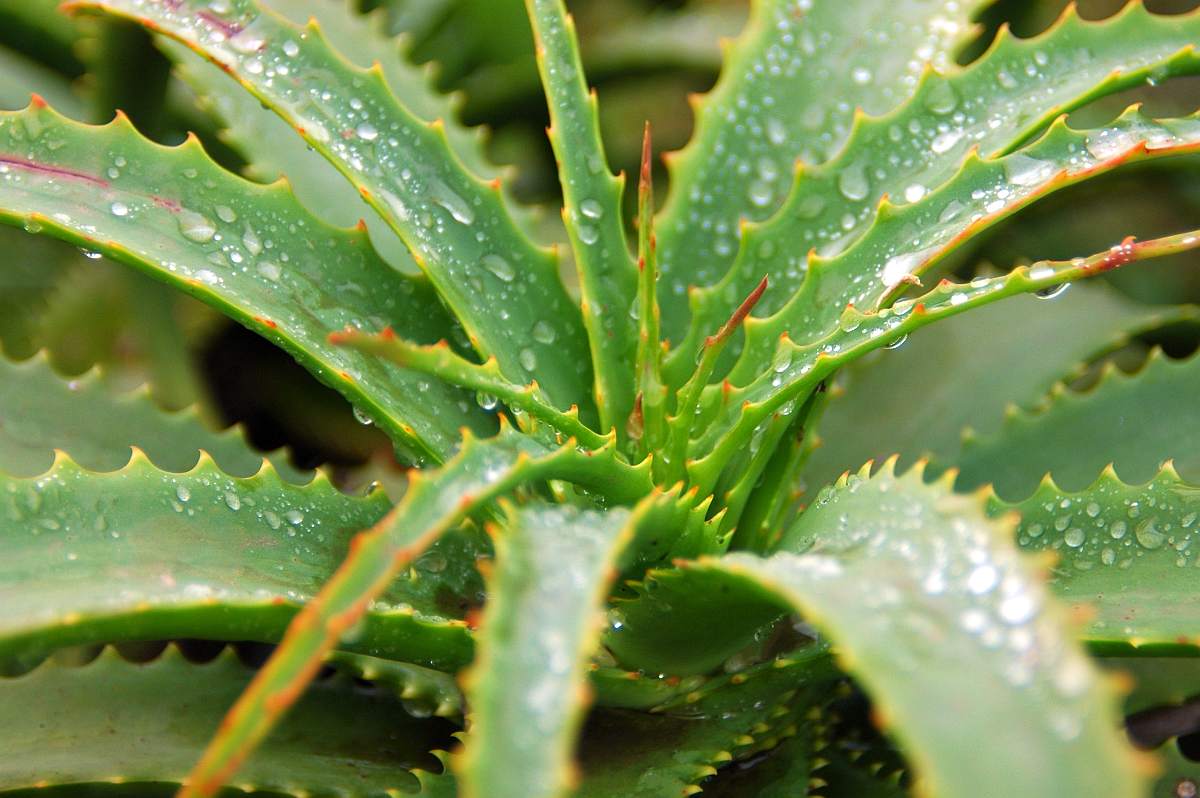 Aloe Vera | Medicinal Plants You Need To Make Natural Home Remedies | Survival Life | medicinal herb plants