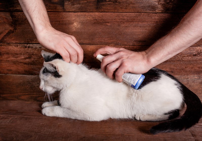 processing black white cat fleas ticks | tick repellents