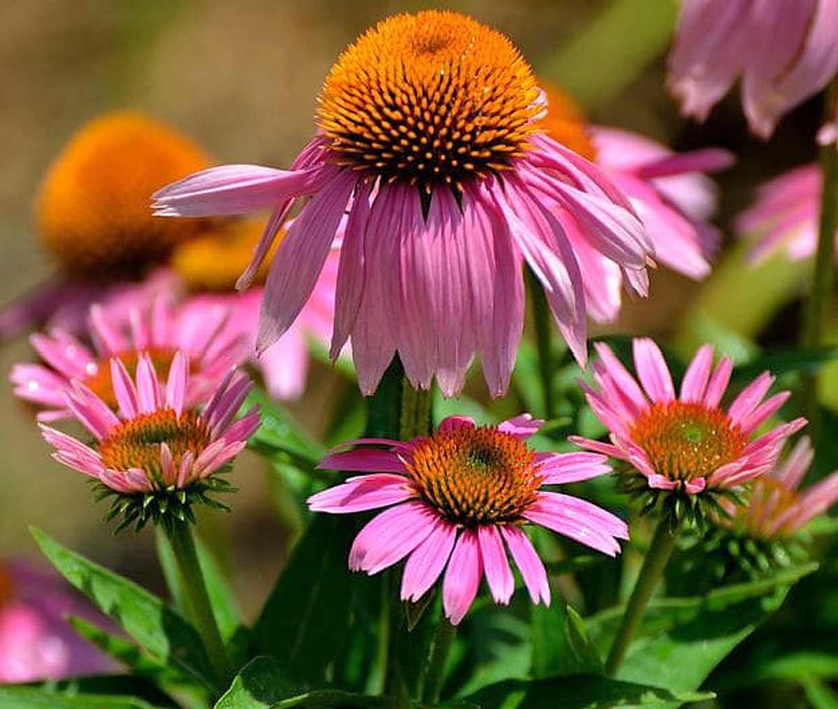 Echinacea | Medicinal Plants You Need To Make Natural Home Remedies | Survival Life | medicinal herb plants