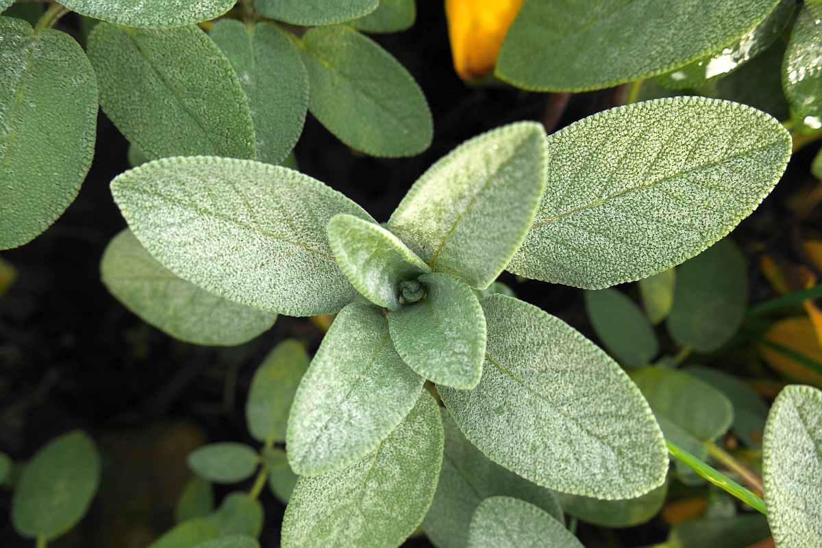 Sage | Medicinal Plants You Need To Make Natural Home Remedies | Survival Life | medicinal herb plants