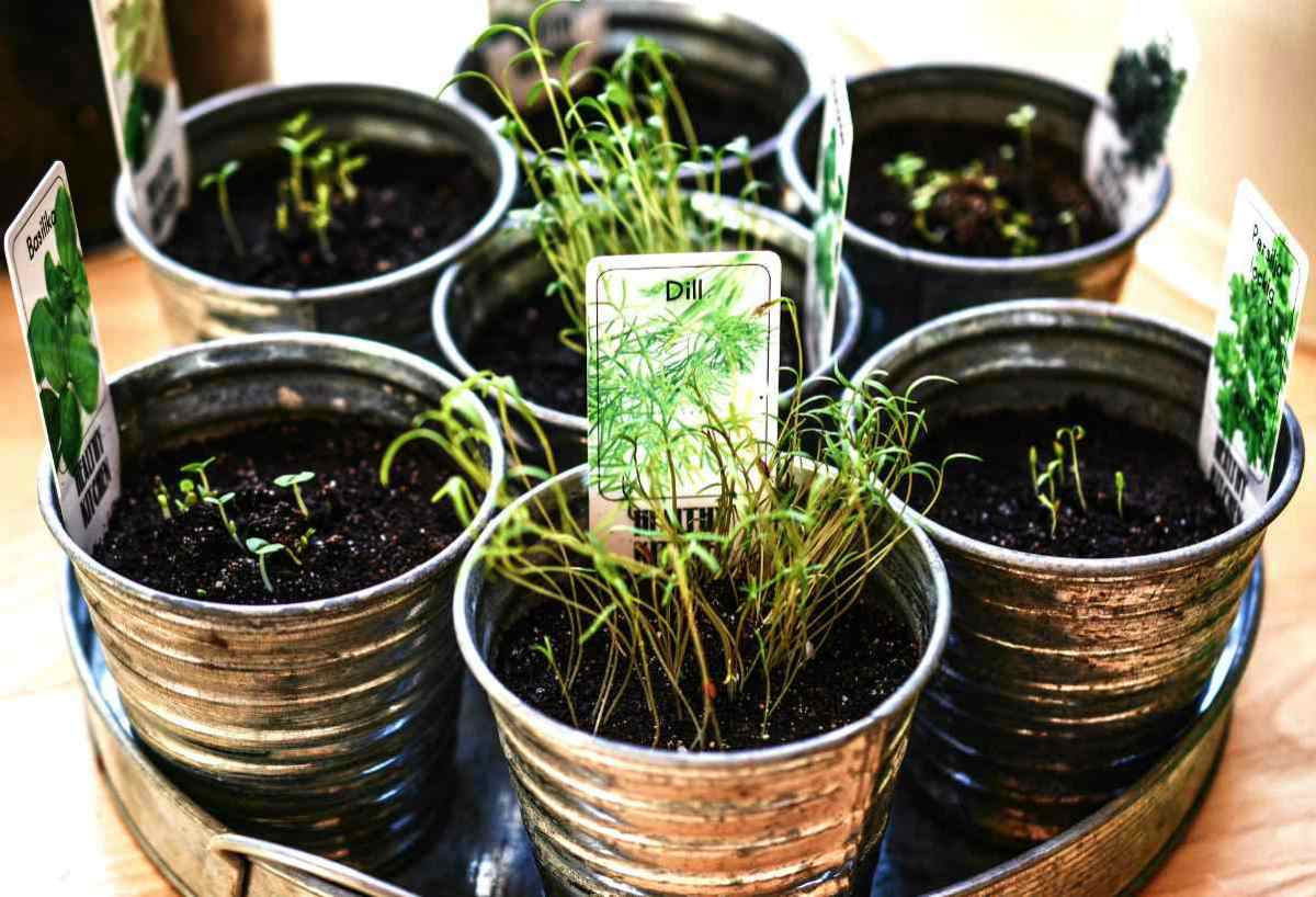 Herbal plants in small silver pots | Conquer The Frontier Like An American Pioneer