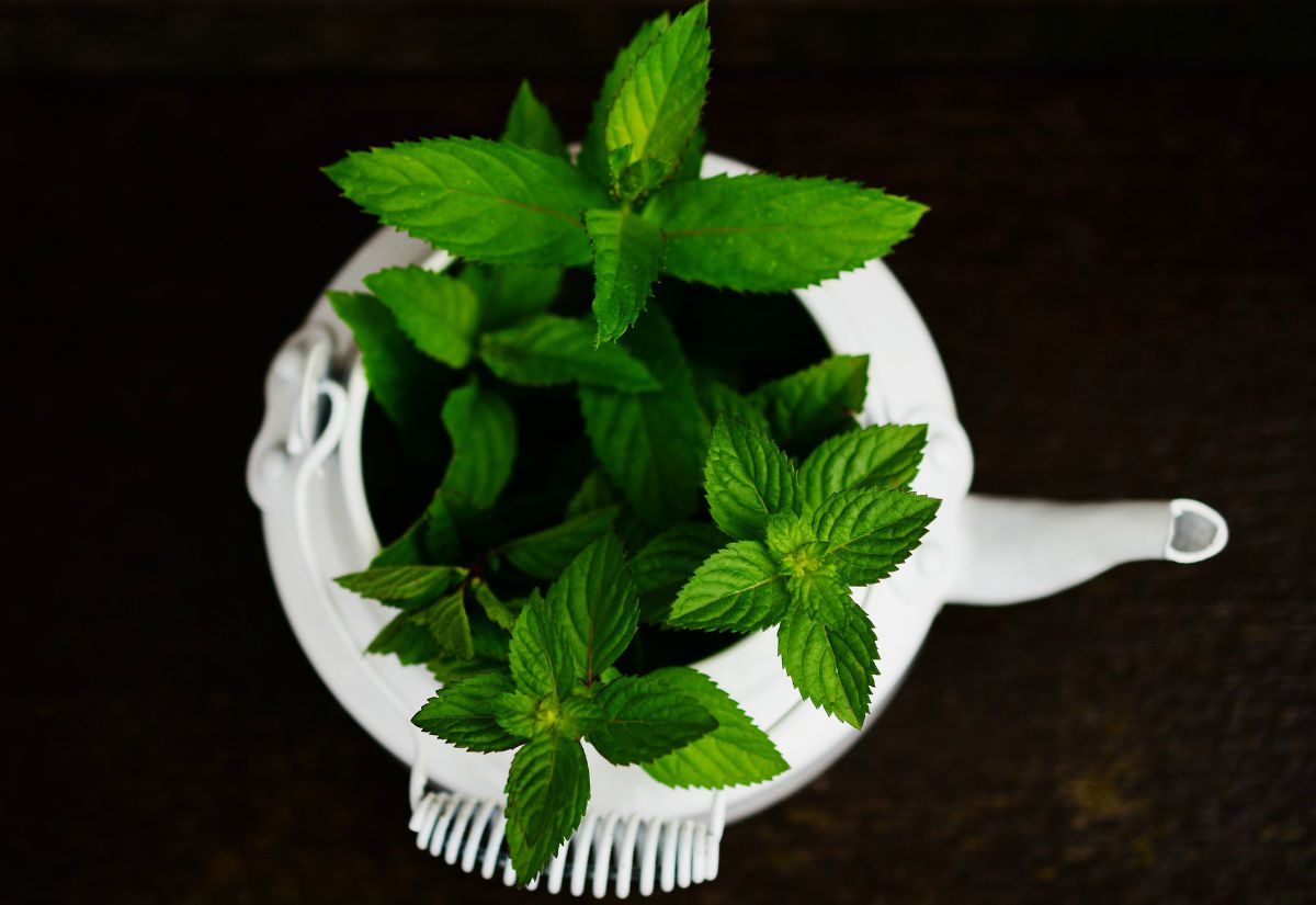 Peppermint herbs | Home Remedies For Toothache Pain Relief