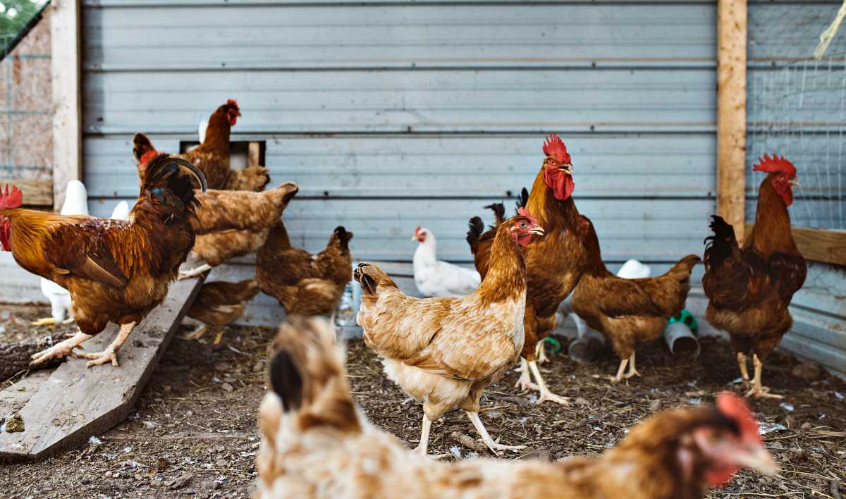 Group of chickens | Human Diseases Caused By Chickens