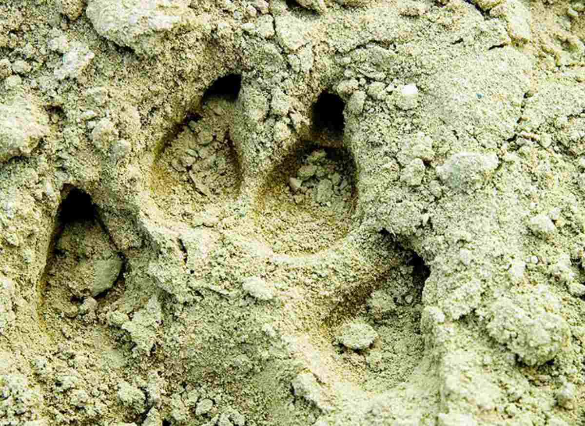 Animal foot print | "Old World" Primitive Survival Skills You'll WISH You Knew Before SHTF