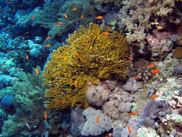 Fire Corals | Beach Animals To Watch Out For When On Vacation