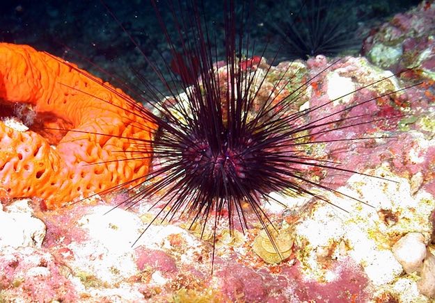Sea Urchin | Beach Animals To Watch Out For When On Vacation