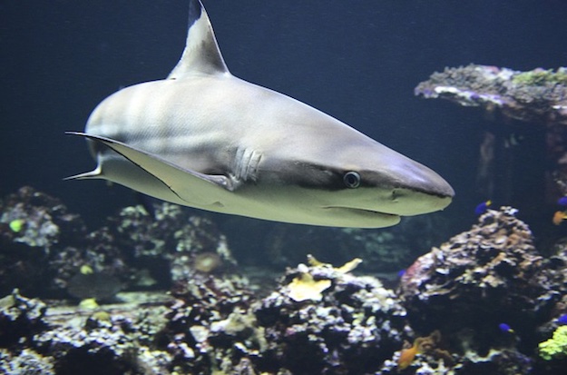 Shark | Beach Animals To Watch Out For When On Vacation