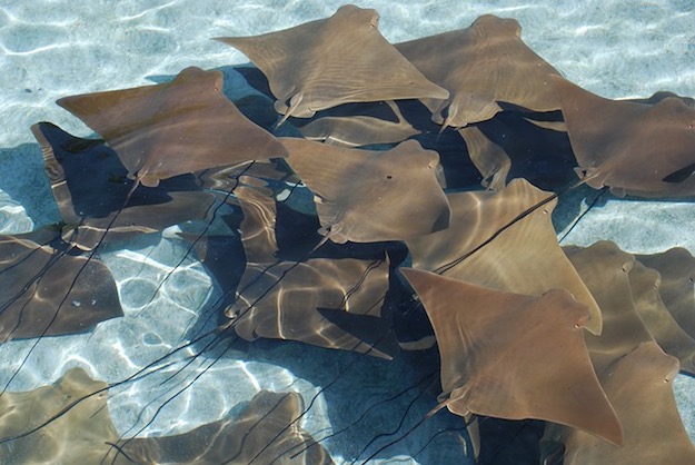 Stingrays | Beach Animals To Watch Out For When On Vacation