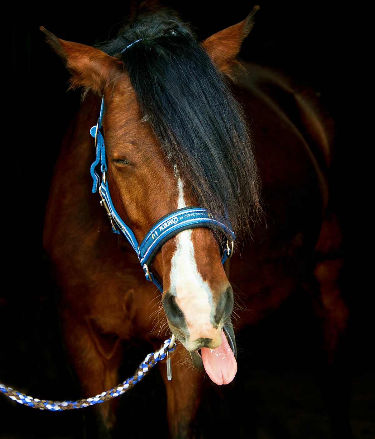 Tired horse stick his tongue out | Uses for Paracord That Will Surprise You