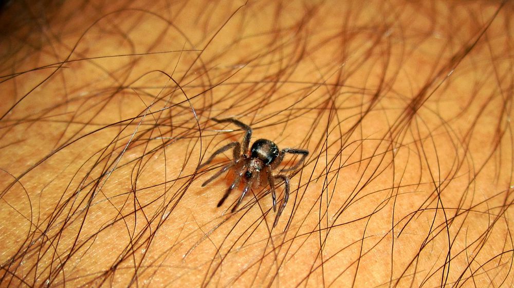 Feature | Spider Bite? Here's How to Treat It.